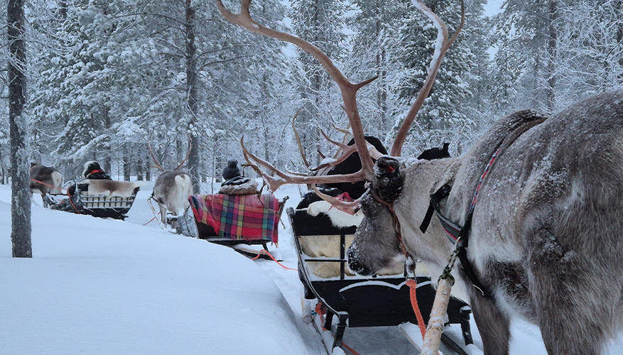 Reindeer sleigh ride, Finland